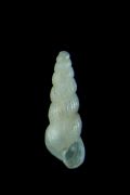 Chrysallida&nbsp;emaciata